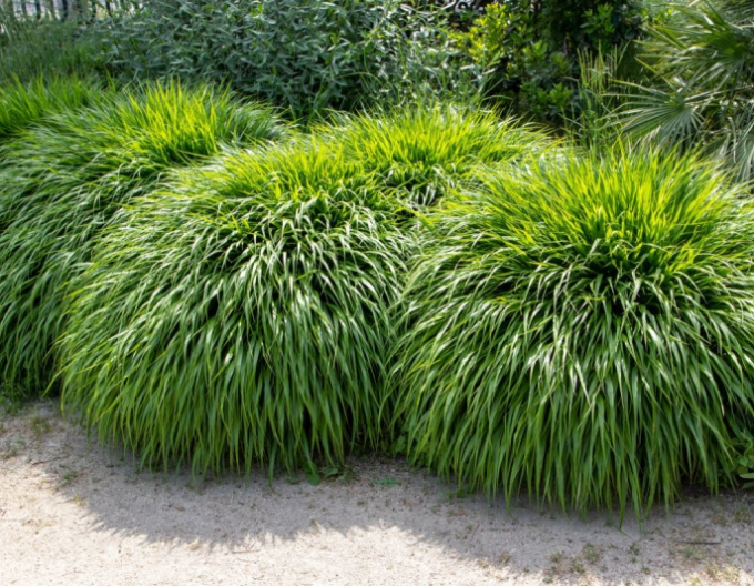 Japanisches Berggras