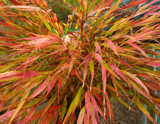 Japanisches Berggras Nicolas