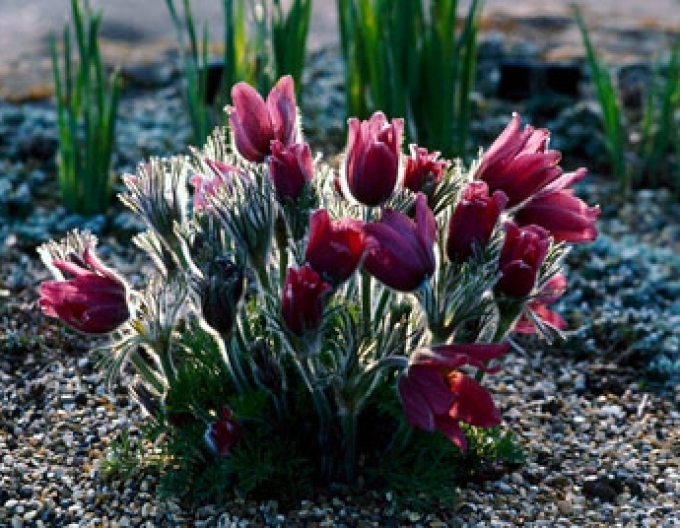 Küchenschelle  Pinwheel Dark Red Shades