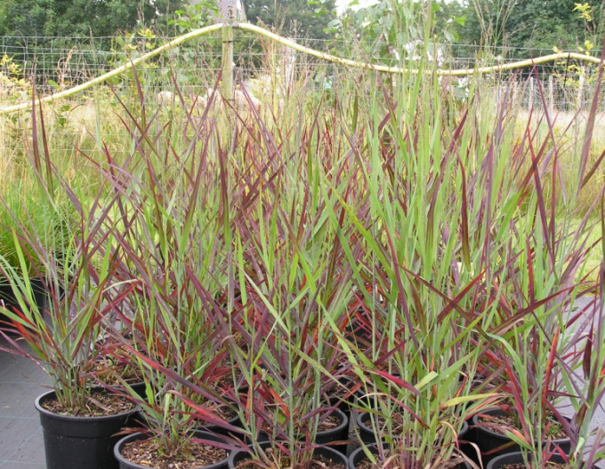 Ruten-Hirse Hot Rot