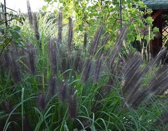 Lampenputzergras Black Beauty