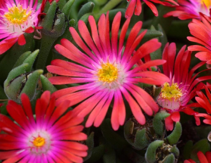Delosperma Juwel der Wüste Granat