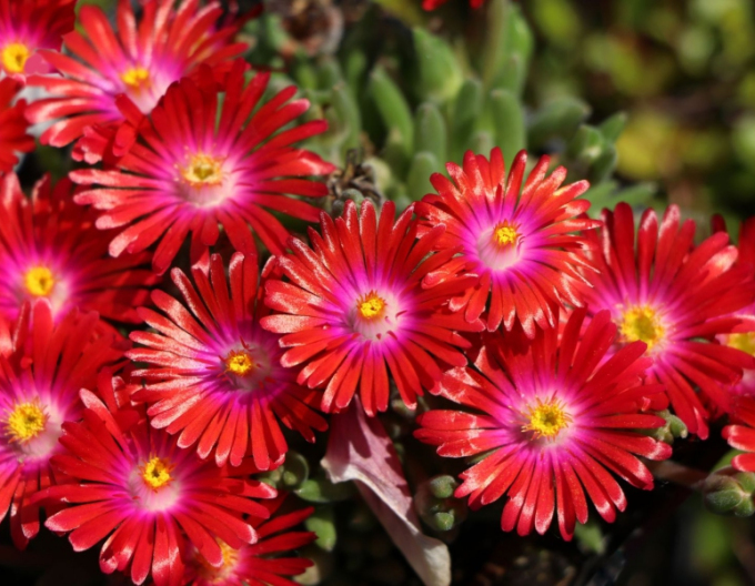 Delosperma Juwel der Wüste Granat