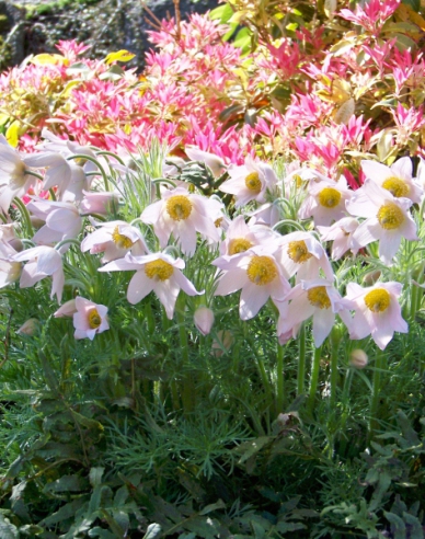 Küchenschelle Pinwheel Weiß