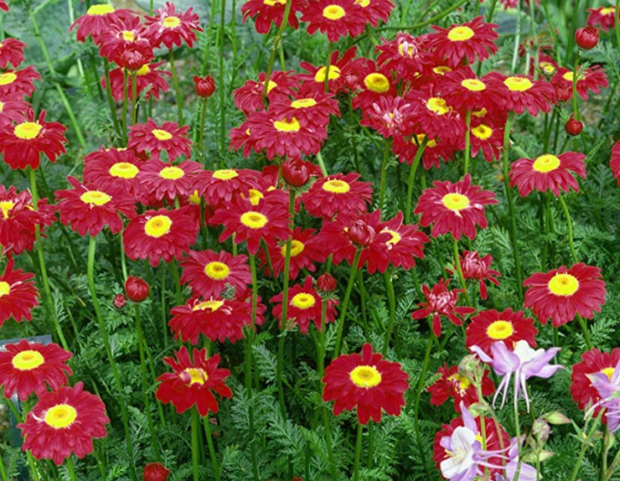 Margarete Robinsons Rot