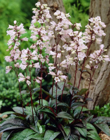 Penstemon Huskers Red