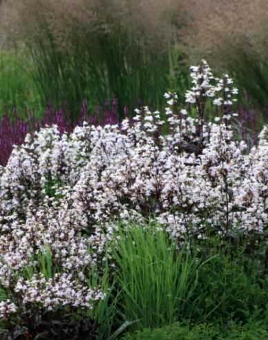 Penstemon Huskers Red