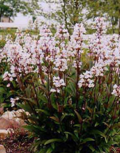Penstemon Huskers Red