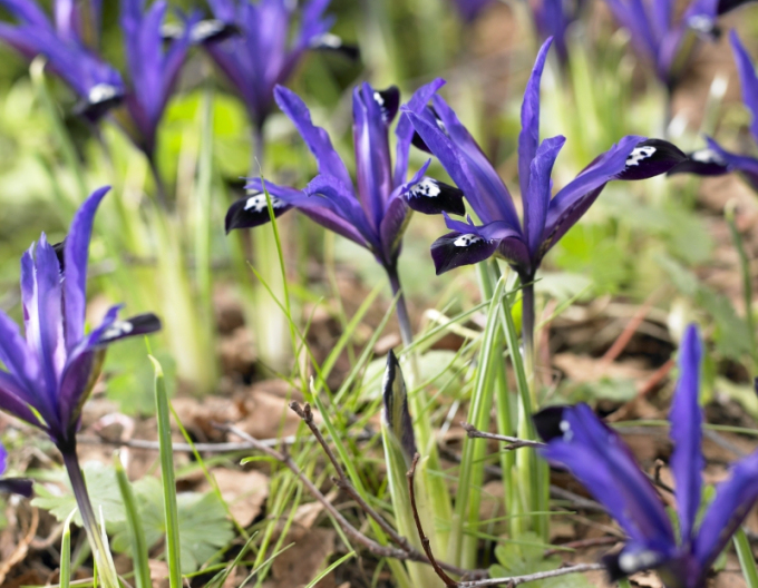 Iris mit Netz