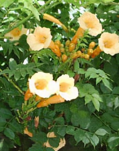 Trompetenblume Flava