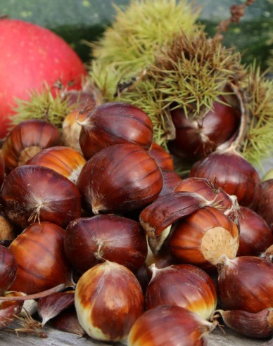 Kastanie Lyon, wurzelnackt