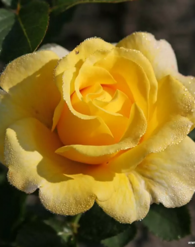Rose Sunmaid