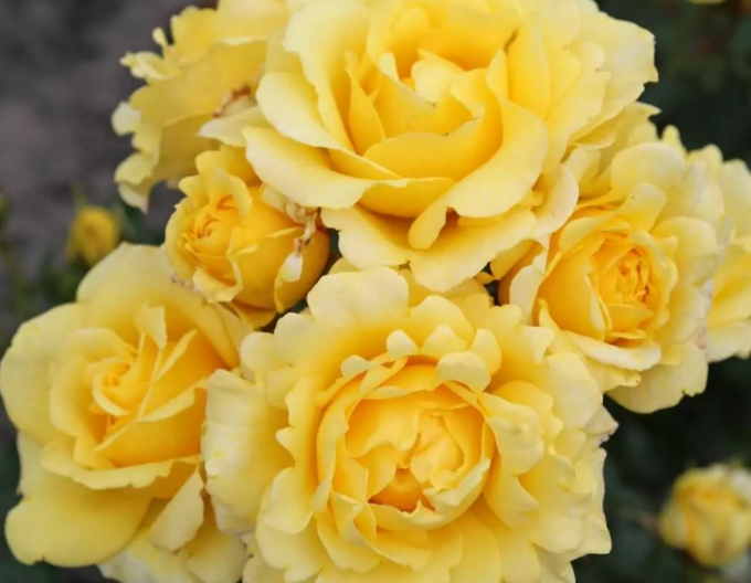 Rose Sunmaid