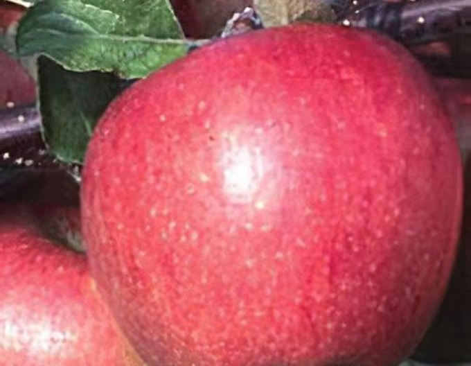 Apfelbaum Breaburn 5l