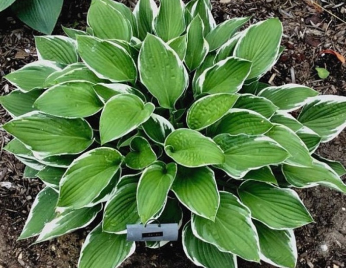 Hosta Carol