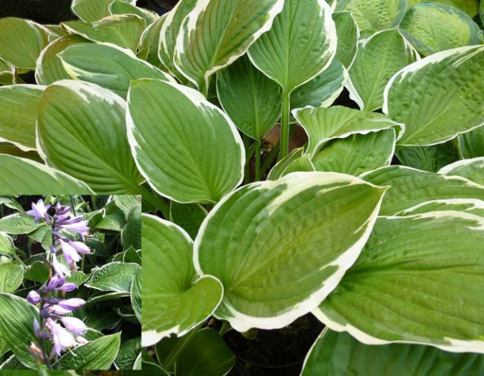 Hosta Carol