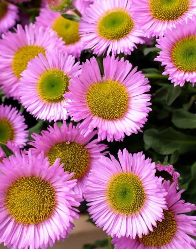 Berufkraut ´Sea Breeze´