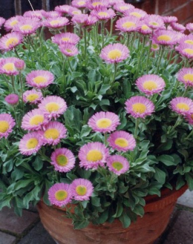 Berufkraut ´Sea Breeze´