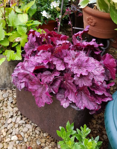Purpurglöckchen Wildrose
