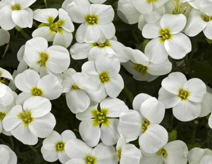 Blaukissen (Aubrieta) White