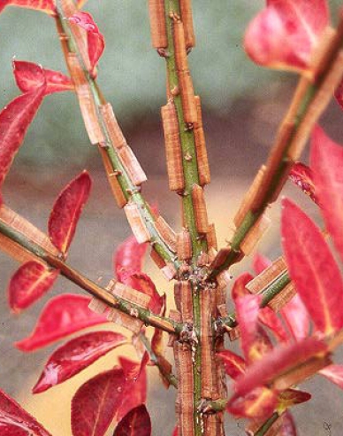 Flügel-Spindelstrauch 40 - 50cm