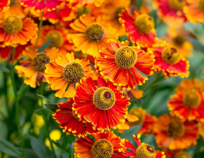 Helenium Waltraut