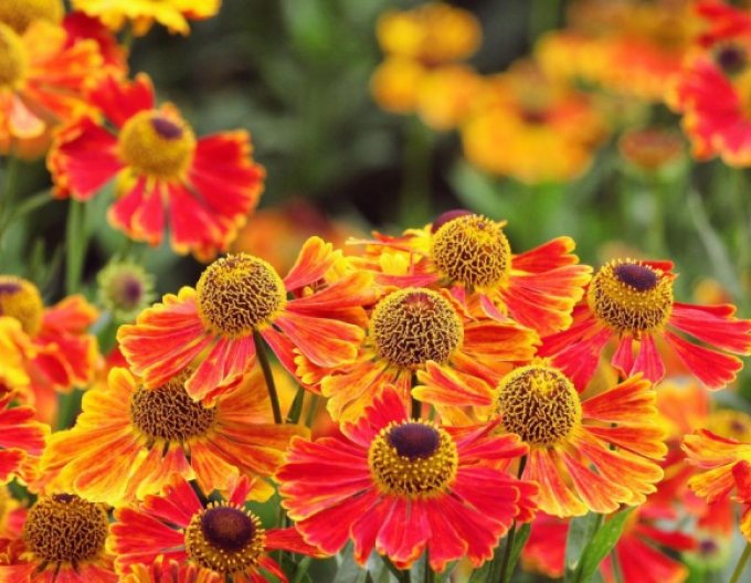 Helenium Waltraut