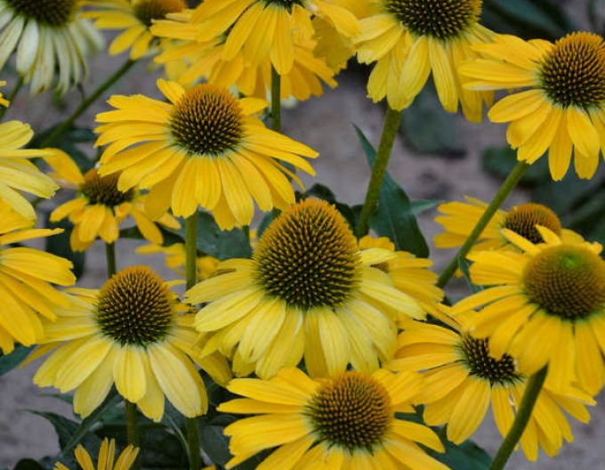 Echinacea Kleopatra