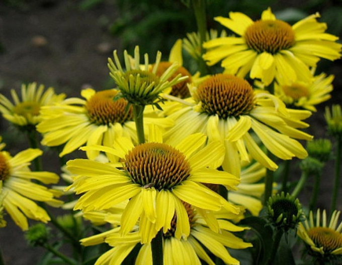 Echinacea Kleopatra