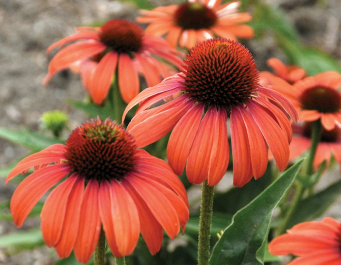Echinacea Julia