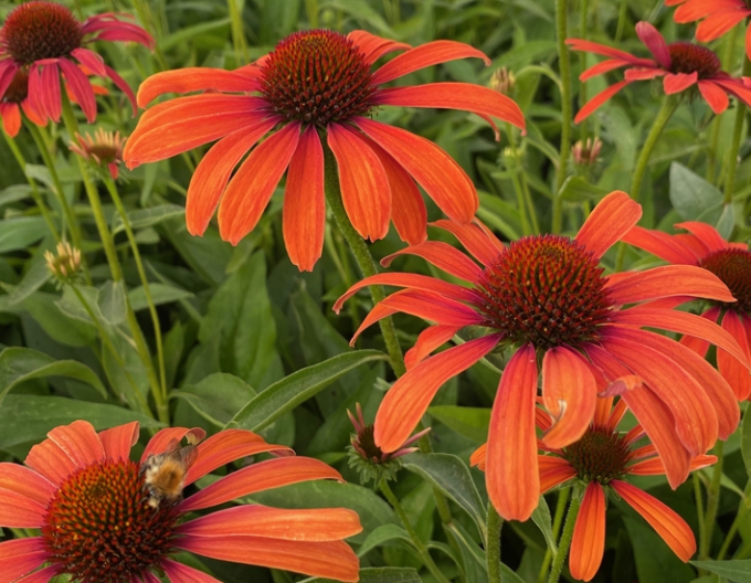 Echinacea Julia