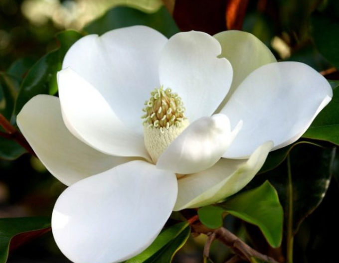Magnolie großblumig Brown Beauty
