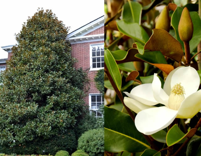 Magnolie großblumig Brown Beauty