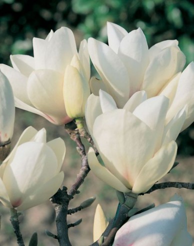 Magnolie Manchu Fan