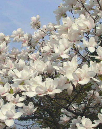 Magnolie Manchu Fan