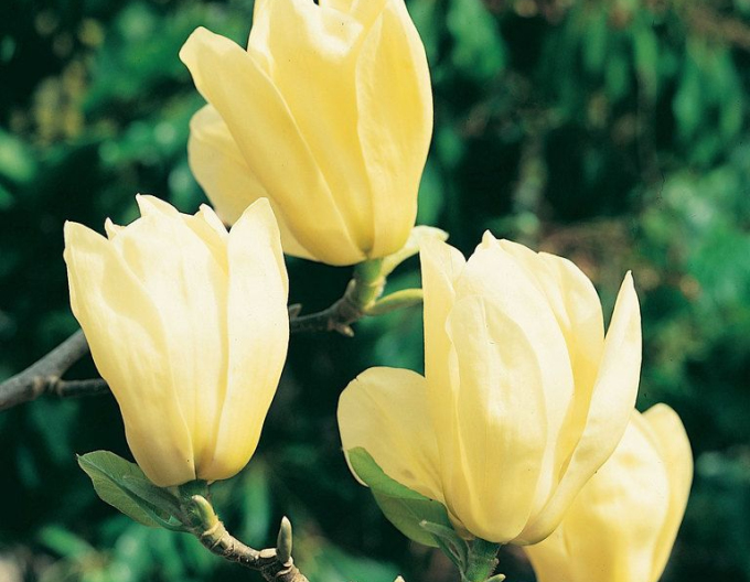 Magnolie Elizabeth