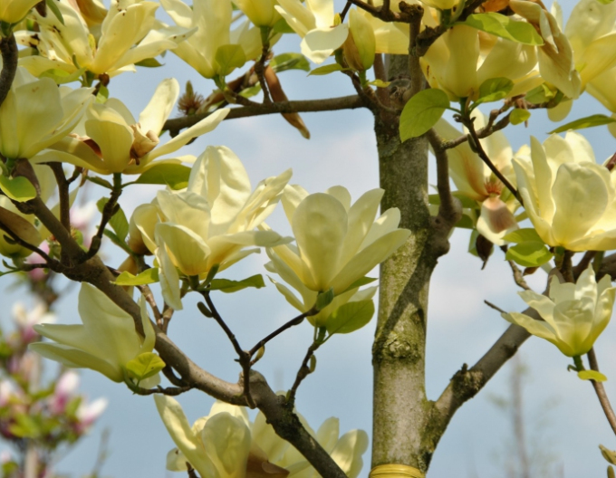 Magnolie Elizabeth