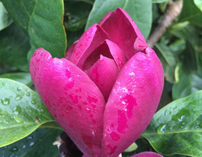 Magnolie Kleopatra