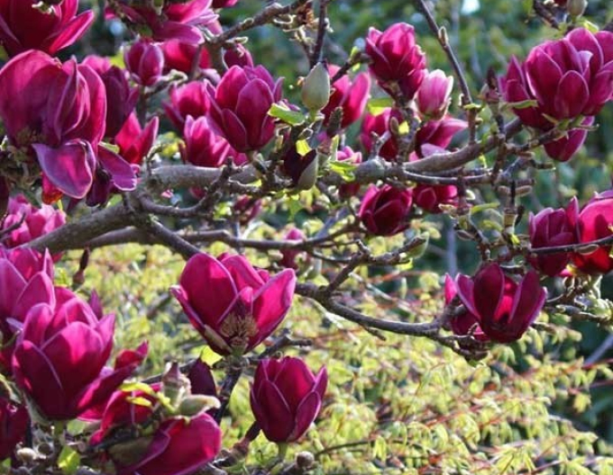 Magnolie Kleopatra