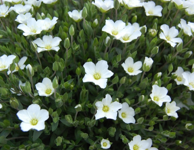 Sandkraut (Arenaria) Blizzard Compact