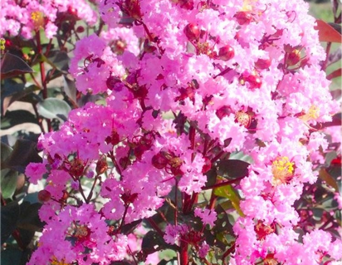 Myrte Kreppmyrte Rhapsodie in Rosa
