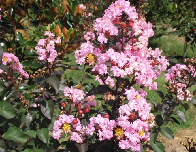 Myrte Kreppmyrte Rhapsodie in Rosa