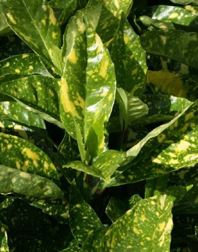 Aukuba japonica Crotonifolia