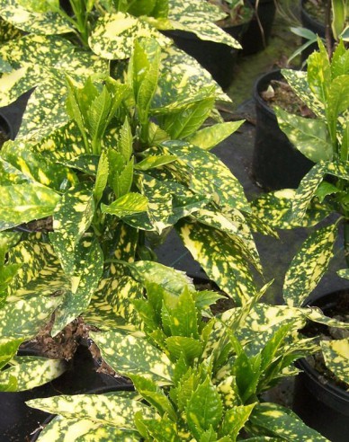 Aukuba japonica Crotonifolia