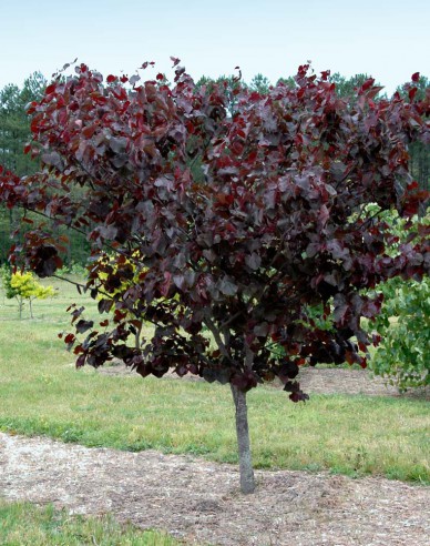 Judasbaum Merlot