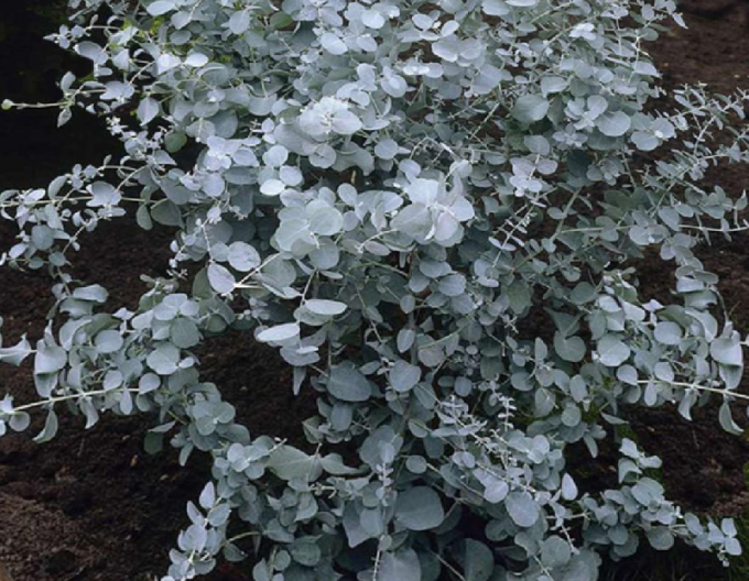 Eukalyptus Silverana