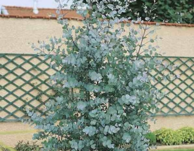 Eukalyptus Silverana