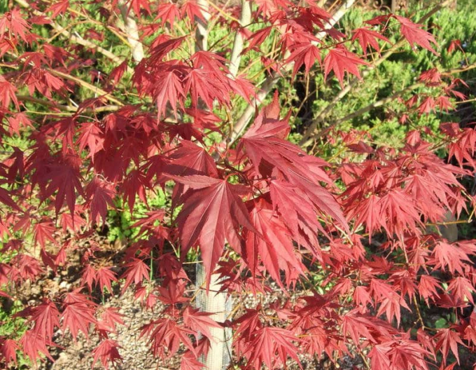 Sherwood Flame