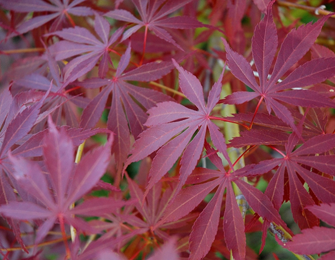 Sherwood Flame