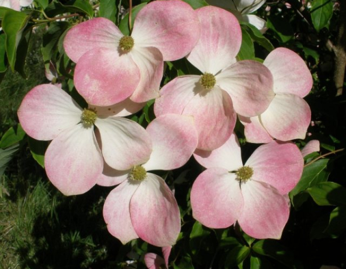 Asiatischer Blumen-Hartriegel Norman Haddens
